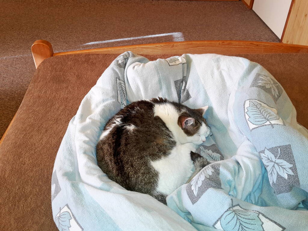 Katze weiß gestromt schläft auf Bett in Bettdecke, Bild - Foto, Bild
