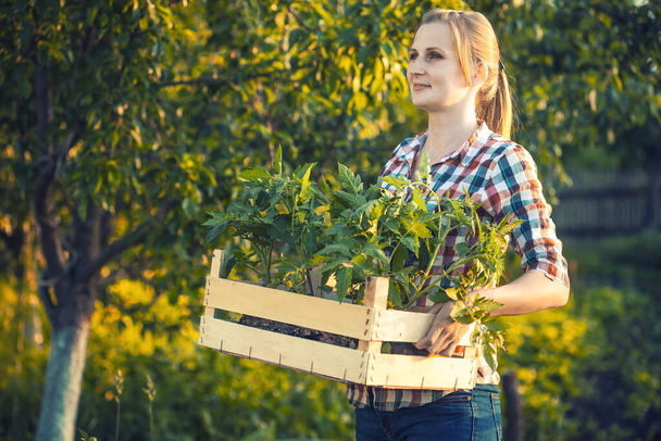 farmer girl with a box of tomatoes seedlings at work in the vegetable garden. Eco farm - Фото, зображення