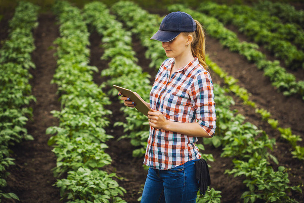 vrouwelijke landbouwkundige controleert de groeicijfers van aardappelen op een eco-boerderij. Biologische landbouw - Foto, afbeelding
