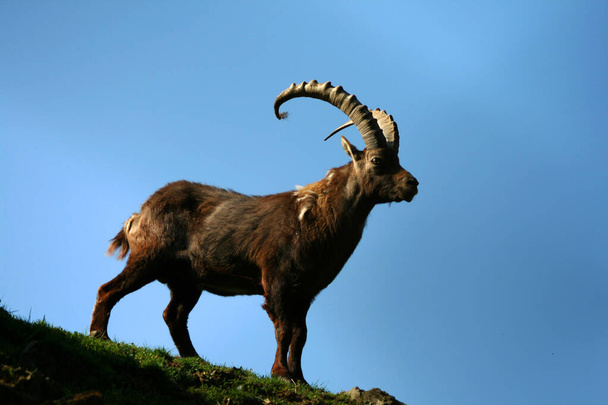 ένα αρσενικό ibex το καλοκαίρι στις Ελβετικές Άλπεις - Φωτογραφία, εικόνα
