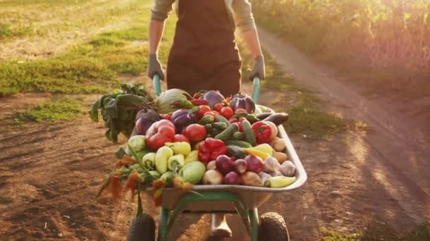 Agricultor transporta uma cultura de legumes em um carrinho de mão - Filmagem, Vídeo