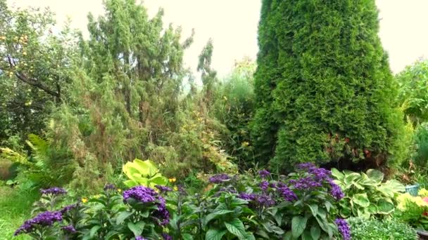 Vihreä hedelmätarha violetti kukkia kesällä tuulisena päivänä - Materiaali, video