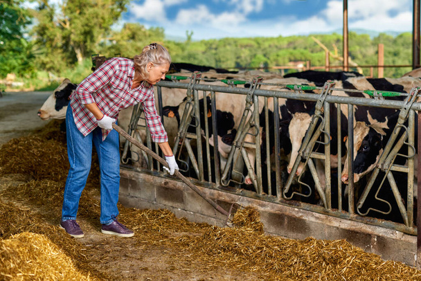 酪農家の女性が酪農家で働いている牛 - 写真・画像