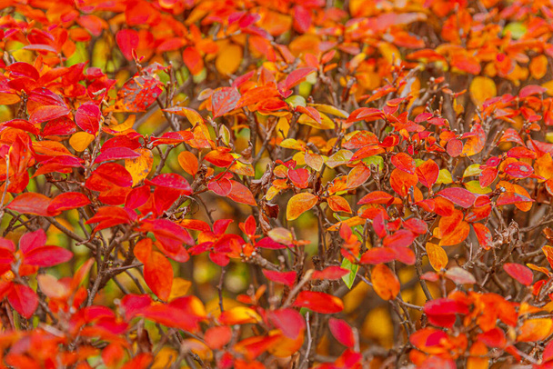 Gros plan automne naturel vue d'automne de la feuille rouge orange sur fond flou dans le jardin ou le parc, foyer sélectif. Nature inspirante octobre ou septembre papier peint. Changement de concept des saisons - Photo, image