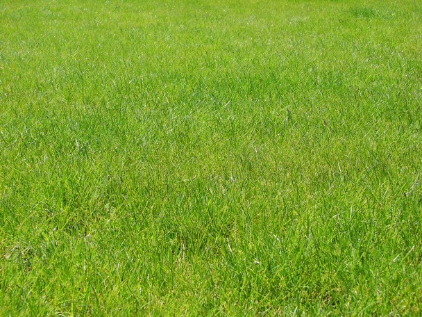 背景の緑の芝生 - 写真・画像