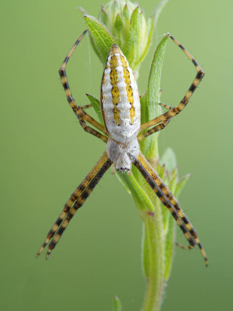 Vista dorsal de una araña de jardín con bandas femeninas, Argiope trifasciata, descansando sobre una planta y su tela, con sus patas en una posición X característica - Foto, Imagen