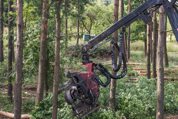 лісовий комбайн під час роботи серед дерев у лісі
 - Фото, зображення
