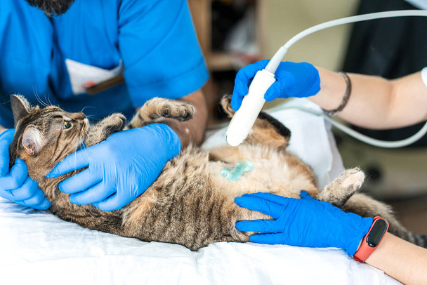 Veterinarians carry through an ultrasound examination of a domestic cat. - Fotoğraf, Görsel