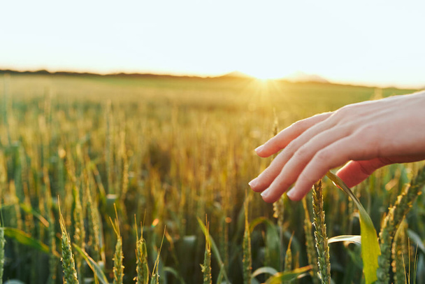 молода жінка торкається пшениці рукою
  - Фото, зображення