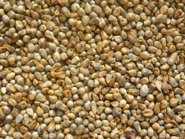 Yellowish brown raw whole Pearl millet or Bajra cereal - Photo, Image