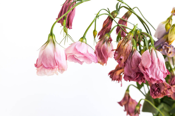Droge verwelkte bloemen met selectieve focus op witte achtergrond. - Foto, afbeelding