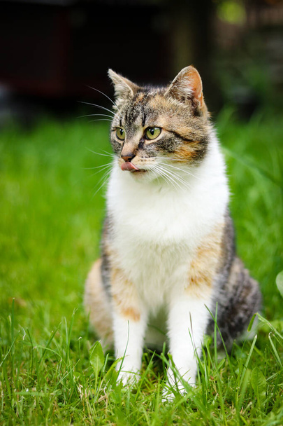 A túláradó macska a fűben ül, nyelve kinyújtva, és a kertbe néz. Felis catus domesticus várja a vacsorát. Színes fiatal cica zöld szemekkel nézni néhány tyúk és a többi állat a kertben. - Fotó, kép
