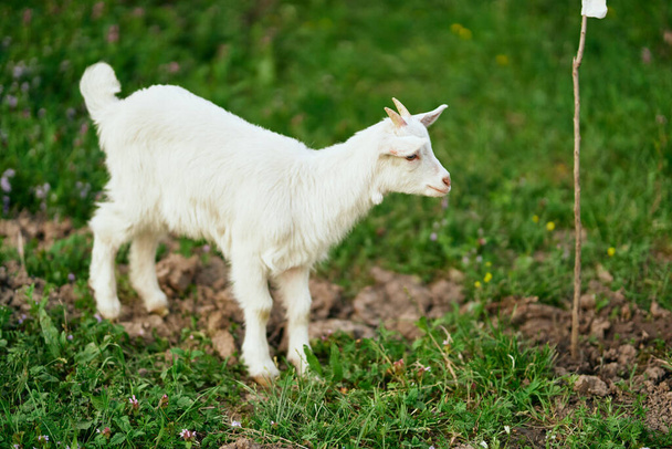 lindo pequeño bebé cabra en la granja - Foto, imagen