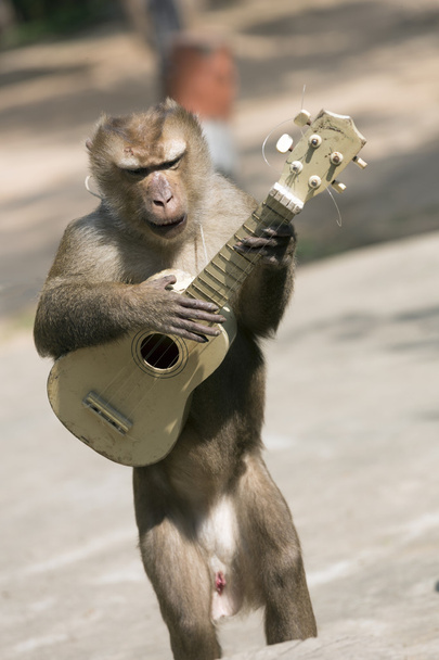 Scimmia con chitarra
 - Foto, immagini
