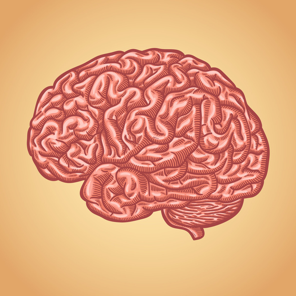 Menschliches Gehirn - Vektor, Bild