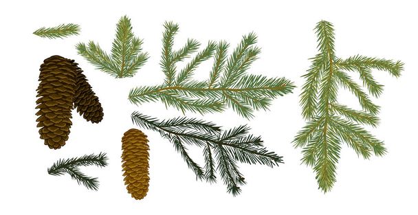 A set of cones and spruce branches. Vector - Vector, Image
