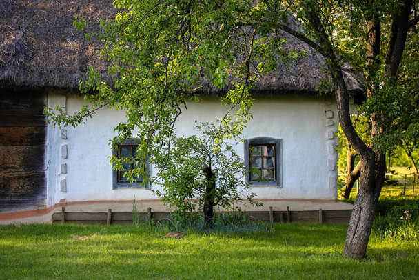 Un tipico paesaggio ucraino in primavera o in estate: capanna di argilla bianca con tetto di paglia e albero in primo piano. - Foto, immagini