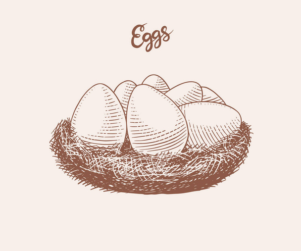 Nest of eggs. Farm product. Engraved hand drawn retro vintage sketch. Woodcut style. Vector illustration for menu or poster or easter. - Vector, Image