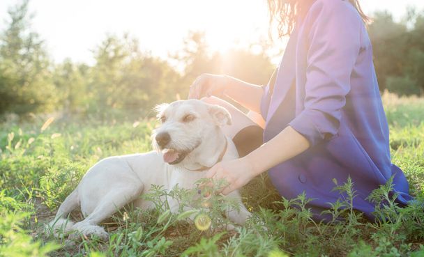 Lemmikkieläinten hoitoa. Lemmikkiadoptio. Nuori nainen halaus hänen sekarotuinen koira puistossa auringonlaskussa - Valokuva, kuva