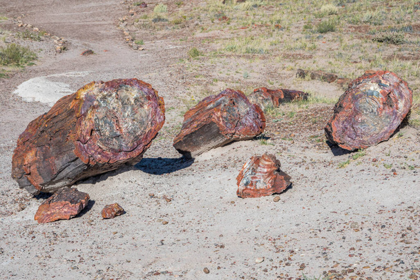 Log pietrificato nel Parco nazionale delle foreste pietrificate, Arizona - Foto, immagini