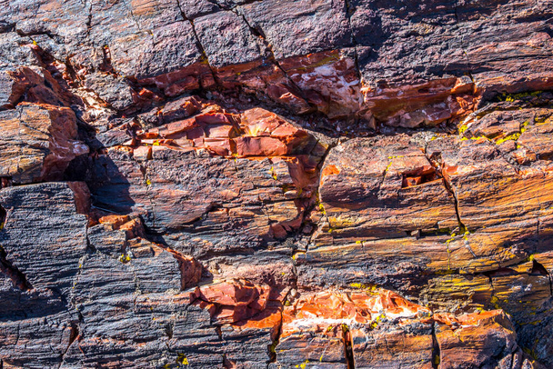 Skamieniała kłoda w Parku Narodowym Petrified Forest, Arizona - Zdjęcie, obraz
