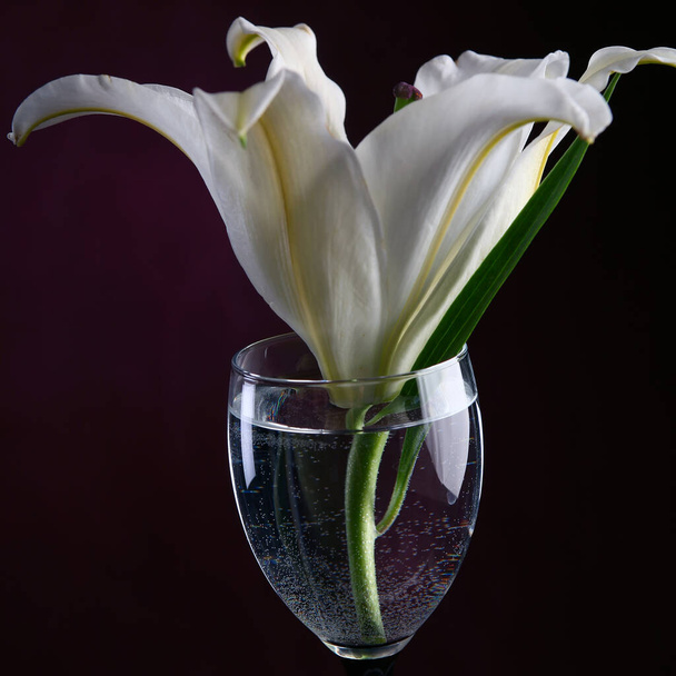 close-up delicate flower white lily in a glass of water on a burgundy background studio - Foto, Imagem