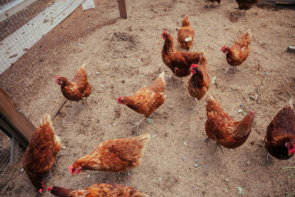 İçerideki çiftlikte tavuk horozu sürüsü. Tavuk yemi.. - Fotoğraf, Görsel