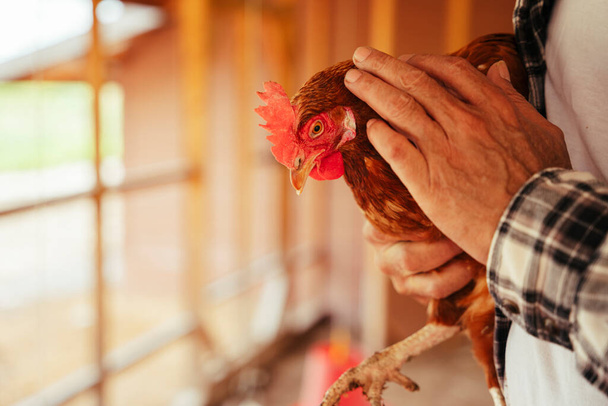 Asyalı yaşlı çiftçinin evcil hayvan olarak tavuk tuttuğunu kapatın.. - Fotoğraf, Görsel