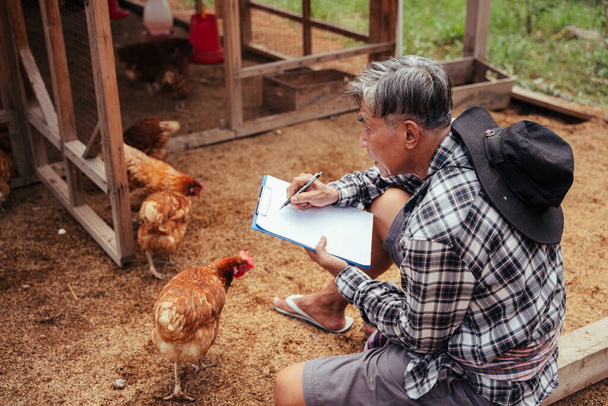 Asian elderly senior farmer checking egg product in chicken farm house. - 写真・画像
