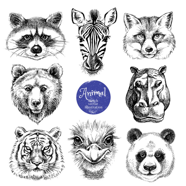 Elle çizilmiş hayvan kafaları vektör çizimi. Tilki, rakun, zebra, su aygırı, panda, devekuşu, kaplan, beyaz arka planda ayı portreleri. - Vektör, Görsel