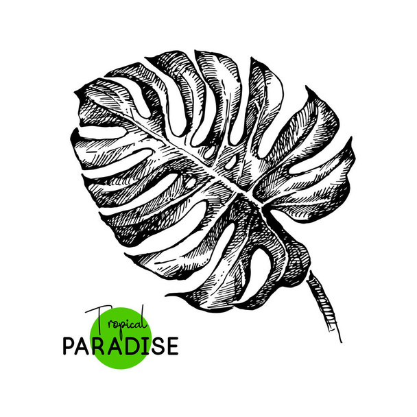 Desenhado à mão esboço tropical paraíso plantas monstera folha de fundo. Ilustração vetorial em preto e branco - Vetor, Imagem