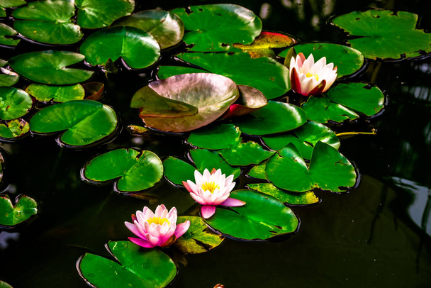 white and pink searoses in a pond - Foto, Bild