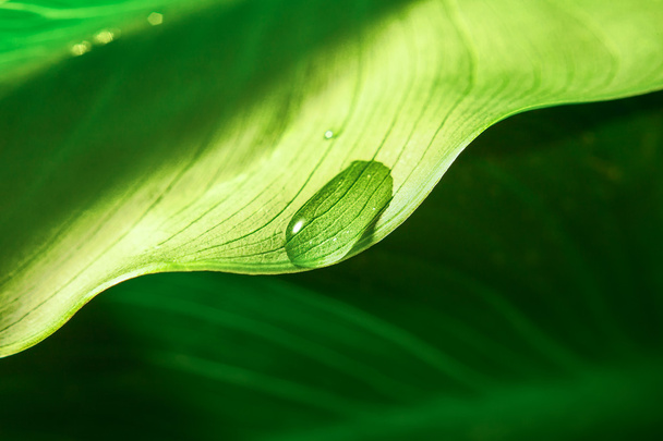 Leaf with water drop - Foto, Imagen