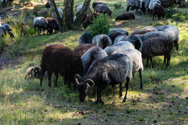 Many German moorland sheep at a watering hole on the Lunenburger Heath - Foto, Imagem