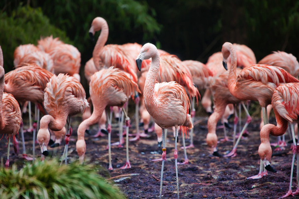 Стая розовых фламинго, кормящихся в озере
 - Фото, изображение
