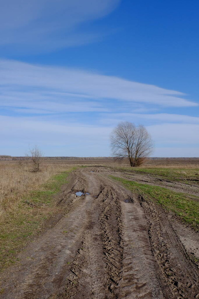Eenzame wilg bij een onverharde weg in het veld. Voorjaarslandschap. - Foto, afbeelding