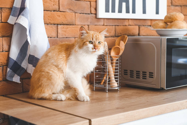 Carino gatto divertente sul bancone della cucina - Foto, immagini