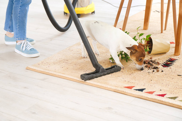Власник прибирає килим після неслухняної собаки
 - Фото, зображення
