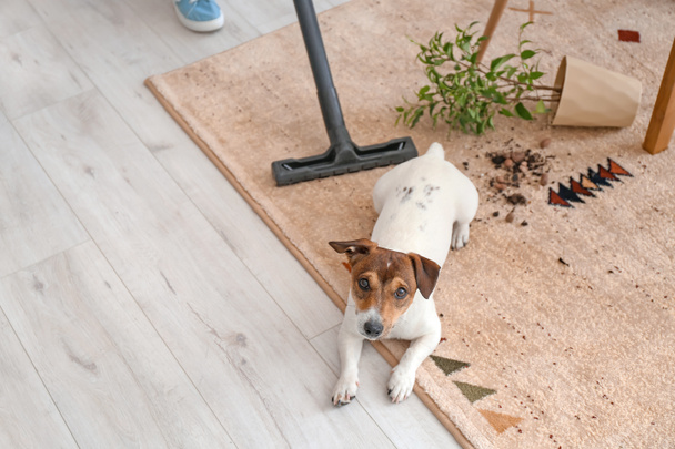Owner cleaning carpet after naughty dog - Fotoğraf, Görsel