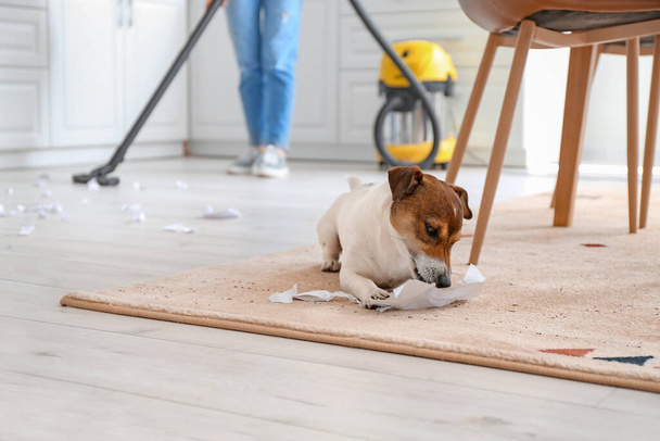 Eigenaar reinigen vloer na ondeugende hond - Foto, afbeelding