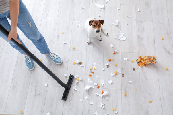 Owner cleaning floor after naughty dog - 写真・画像