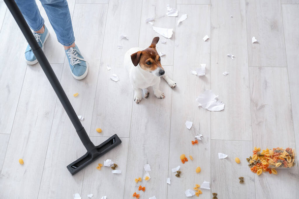 Właściciel sprzątanie podłogi po niegrzeczny pies - Zdjęcie, obraz
