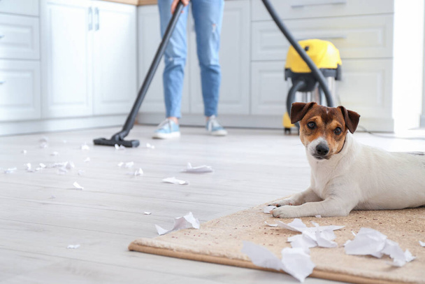 Eigenaar reinigen vloer na ondeugende hond - Foto, afbeelding