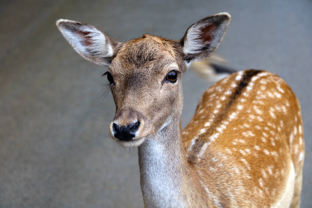 美しい若い肌の鹿のクローズアップ。野生の自然 - 写真・画像