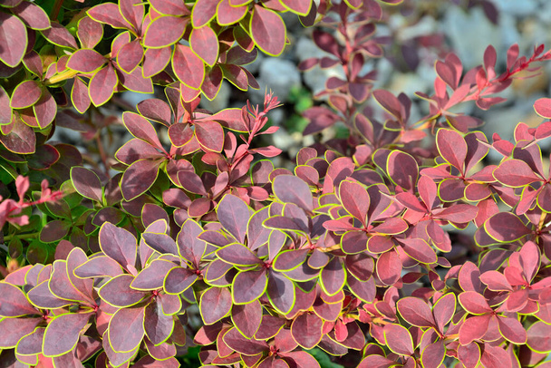 Twigs of Berberis thunbergii Coronita  - colorful ornamental plant for garden landscaping. Purple leaves with yellow green edges - beauty and freshness of nature. Selective focus - Photo, Image