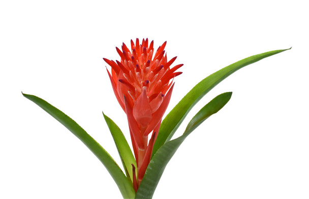 beautiful Red Bromeliad Flower isolated on white background - Photo, Image