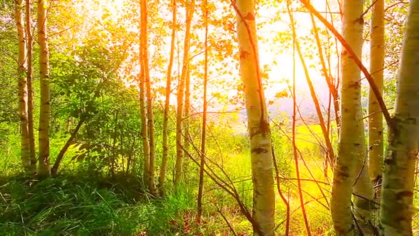birch forest. timelapse. sunset background. - Footage, Video