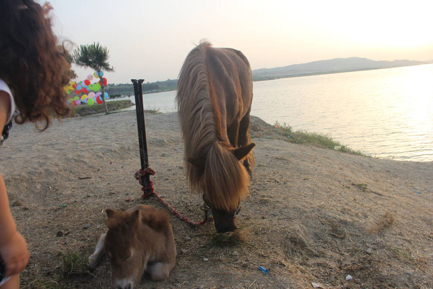 bel cavallo peloso e puledro carino - Foto, immagini