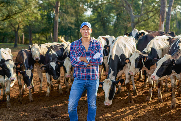 agricultor está trabalhando na fazenda com vacas leiteiras - Foto, Imagem