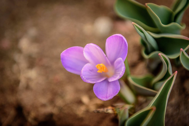 Tavaszi virágok lila crocus a földön a kertben - Fotó, kép